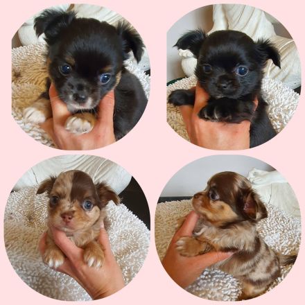 Chihuahua Welpen aus bester Aufzucht Schoko Merle Schwarz langhaar