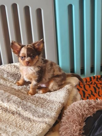 Wunderschöner Chihuahua Langhaar Welpe Rüde schoko Merle auszugbereit