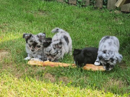 Wunderschöne Chihuahua Langhaar Welpen auszugbereit