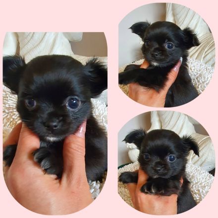 Chihuahua Welpen aus bester Aufzucht Schoko Merle Schwarz langhaar