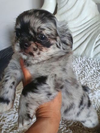 Wunderschöne Chihuahua Langhaar Welpen auszugbereit