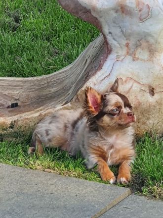 Wunderschöner Chihuahua Langhaar Welpe Rüde schoko Merle auszugbereit