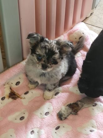 Wunderschöne Chihuahua Langhaar Welpen auszugbereit
