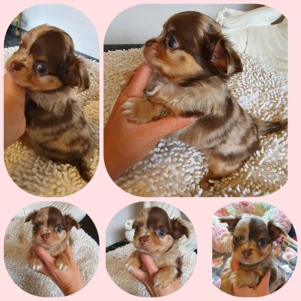 Chihuahua Welpen aus bester Aufzucht Schoko Merle Schwarz langhaar