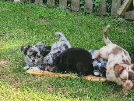 Wunderschöne Chihuahua Langhaar Welpen auszugbereit