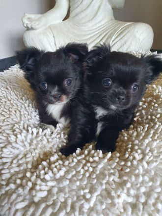 Wunderschöne Chihuahua Langhaar Welpen auszugbereit