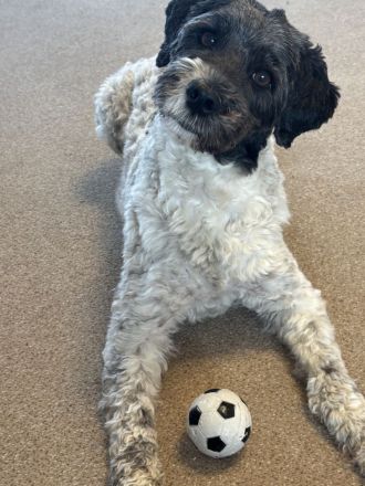 Kleinharlekinpudel-Havapoo-Babies gelandet