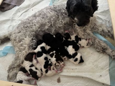 Kleinharlekinpudel-Havapoo-Babies gelandet