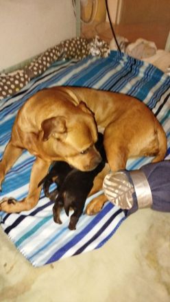 Rottweiler - Boxer Mix  Hündin abzugeben