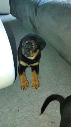 Rottweiler - Boxer Mix  Hündin abzugeben