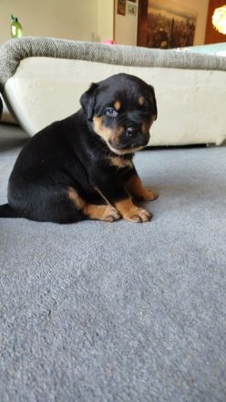 Rottweiler - Boxer Mix  Hündin abzugeben