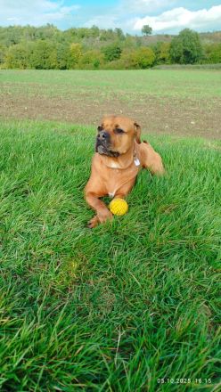 Rottweiler - Boxer Mix  Hündin abzugeben