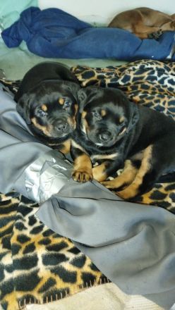 Rottweiler - Boxer Mix  Hündin abzugeben