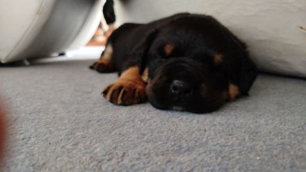 Rottweiler - Boxer Mix  Hündin abzugeben