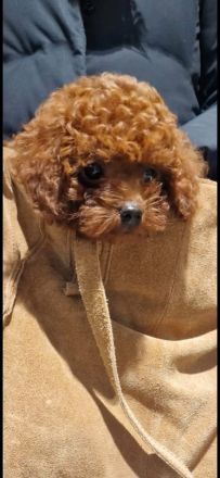 asiatischer Toypudel 6 Monate - Weibchen