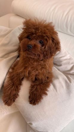 asiatischer Toypudel 6 Monate - Weibchen