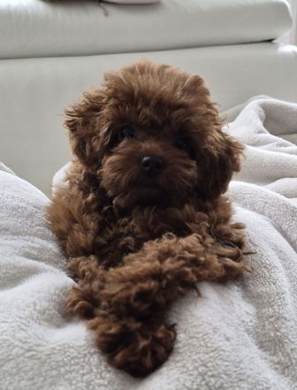 asiatischer Toypudel 6 Monate - Weibchen