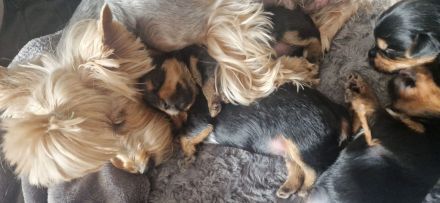 Yorkshire terrier Welpen