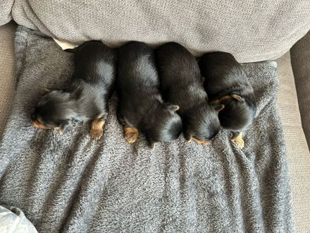 Yorkshire terrier Welpen