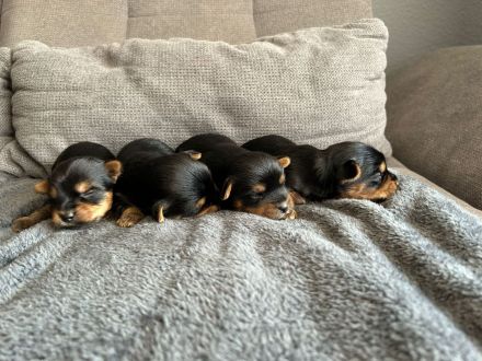 Yorkshire terrier Welpen
