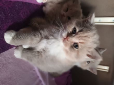 4 Süsse BKH Mädchen