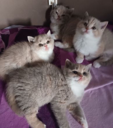 4 Süsse BKH Mädchen