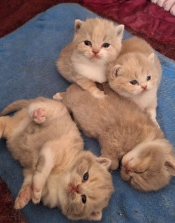 4 Süsse BKH Mädchen