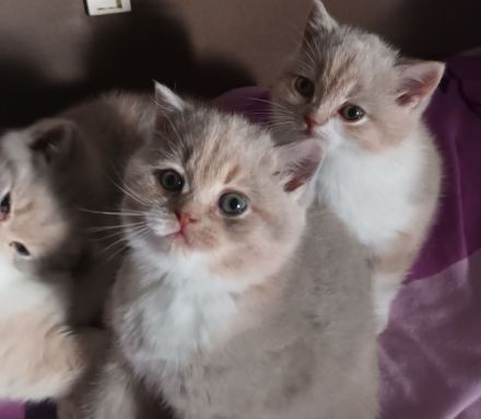 4 Süsse BKH Mädchen