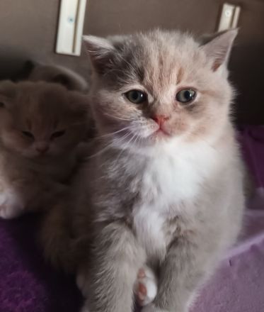 4 Süsse BKH Mädchen