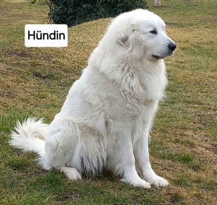 NUR NOCH 0/3 Pyrenäenberghund Welpen