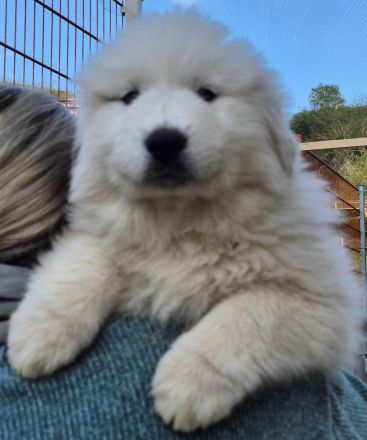 NUR NOCH 0/3 Pyrenäenberghund Welpen