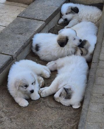 NUR NOCH 0/3 Pyrenäenberghund Welpen