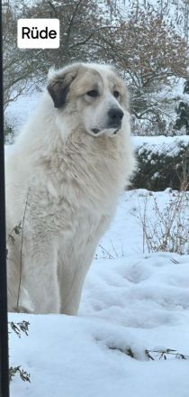 NUR NOCH 0/3 Pyrenäenberghund Welpen