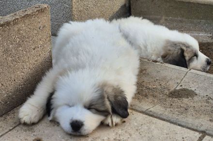 NUR NOCH 0/3 Pyrenäenberghund Welpen