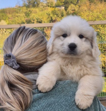 NUR NOCH 0/3 Pyrenäenberghund Welpen
