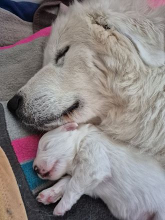 NUR NOCH 0/3 Pyrenäenberghund Welpen