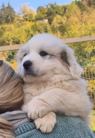 NUR NOCH 0/3 Pyrenäenberghund Welpen