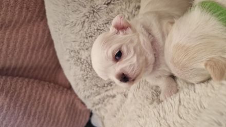 3 Zucker süsse weiße  chihuahuas