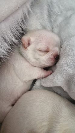 3 Zucker süsse weiße  chihuahuas