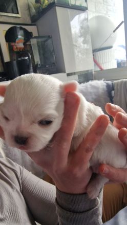 3 Zucker süsse weiße  chihuahuas