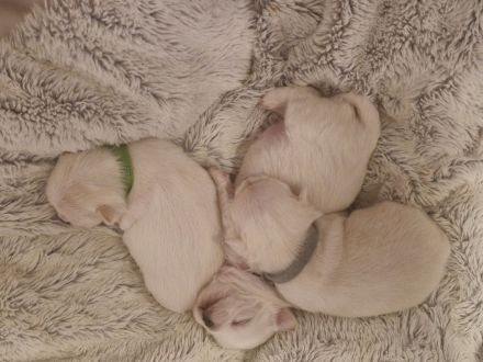 3 Zucker süsse weiße  chihuahuas