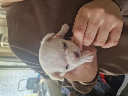 3 Zucker süsse weiße  chihuahuas