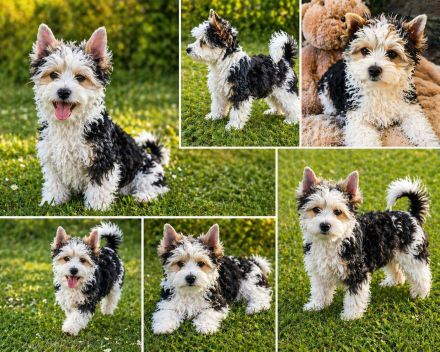 Biewer Terrier - reinrassig