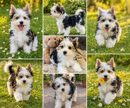 Biewer Terrier - reinrassig