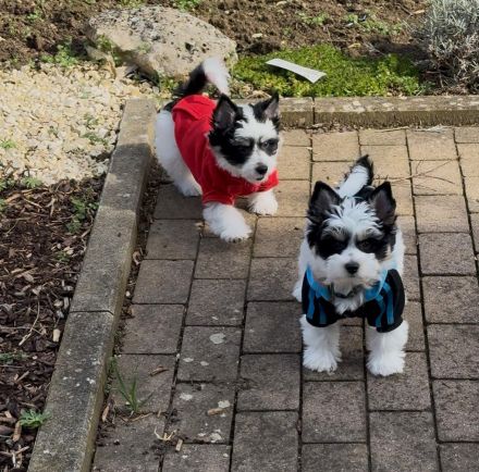 Biewer Terrier - Ein wunderschöner Rüde- reinrassig