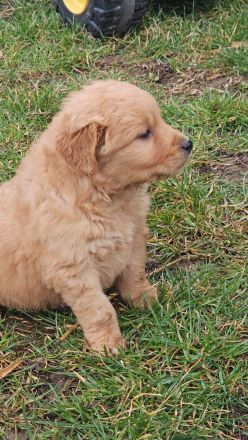 Golden Retriever Welpen