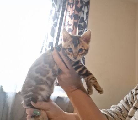 Bengalisches Mädchen