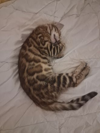 Bengalisches Mädchen