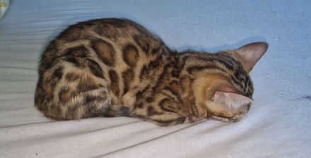 Bengalisches Mädchen