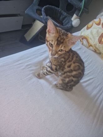 Bengalisches Mädchen